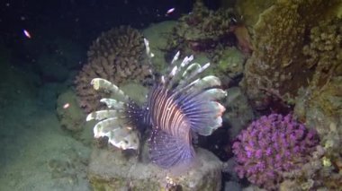Tehlikeli zehirli balık yaygın aslan balığı (Pterois volitans), Mısır 'ın Kızıldeniz bölgesindeki bir mercan resifinde avlanır.