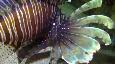 Tehlikeli zehirli balık yaygın aslan balığı (Pterois volitans), Mısır 'ın Kızıldeniz bölgesindeki bir mercan resifinde avlanır.