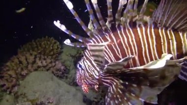Tehlikeli zehirli balık yaygın aslan balığı (Pterois volitans), Mısır 'ın Kızıldeniz bölgesindeki bir mercan resifinde avlanır.