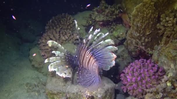 Veszélyes Mérgező Hal Közönséges Oroszlánhal Pterois Volitans Vadászik Egy Korallzátony — Stock videók
