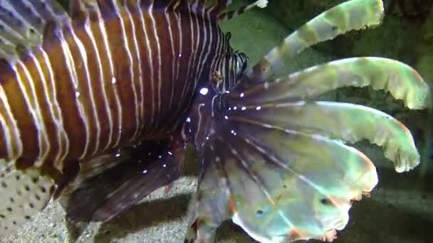 Gefährliche Giftfische Rotfeuerfische Pterois Volitans Jagd Auf Ein Korallenriff Roten — Stockvideo