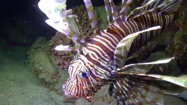 Peces Venenosos Peligrosos Pez León Común Pterois Volitans Caza Arrecife — Vídeos de Stock