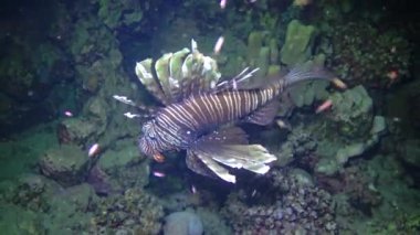 Tehlikeli zehirli balık yaygın aslan balığı (Pterois volitans), Mısır 'ın Kızıldeniz bölgesindeki bir mercan resifinde avlanır.