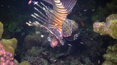 Tehlikeli zehirli balık yaygın aslan balığı (Pterois volitans), Mısır 'ın Kızıldeniz bölgesindeki bir mercan resifinde avlanır.