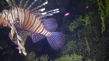 Tehlikeli zehirli balık yaygın aslan balığı (Pterois volitans), Mısır 'ın Kızıldeniz bölgesindeki bir mercan resifinde avlanır.