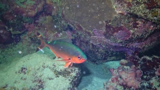 ルナー フュージリア Caesio Lunaris エジプト 紅海のサンゴ礁近くのサンゴの間で夜に休息する熱帯魚 — ストック動画