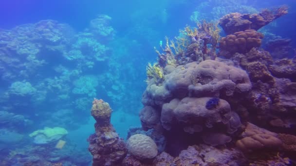 Paysage Sous Marin Récif Corallien Dans Mer Rouge — Video