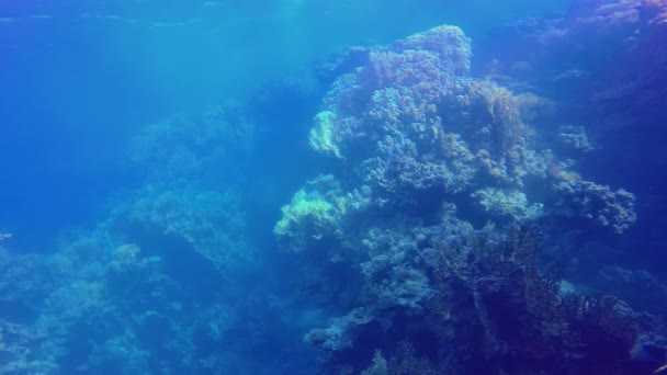 Kızıl Deniz Deki Bir Mercan Resifinin Sualtı Manzarası — Stok video