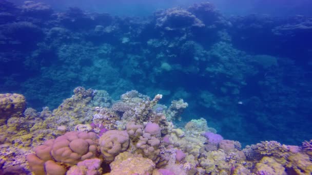 Paisaje Submarino Biocenosis Coral Con Peces Tropicales Pseudanthias Anthiinae Sobre — Vídeos de Stock