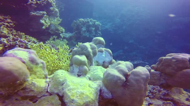 Mısır Kızıldeniz Bir Resif Üzerinde Tropikal Balıklarla Pseudanthias Anthiinae Mercan — Stok video