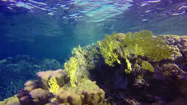 エジプト紅海のサンゴ礁における熱帯魚とのサンゴ性生物相の水中風景 Pseudanthias Anthiinae — ストック動画