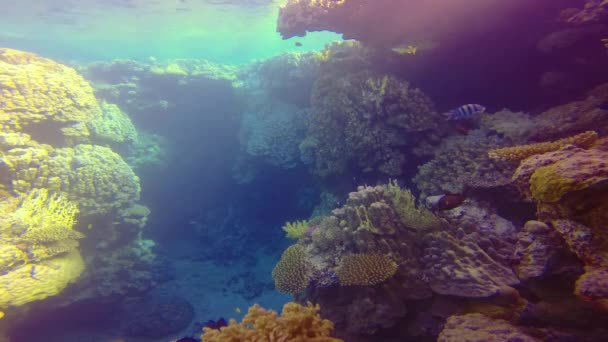在埃及红海的一个珊瑚礁上 与热带鱼类 伪硫磺 对硫磷 共生的水下景观 — 图库视频影像