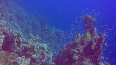Mısır 'da Kızıldeniz' de bir resif üzerinde tropikal balıklarla (Pseudanthias, Anthiinae) mercan biyosenozunun sualtı manzarası