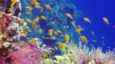 Mısır 'da Kızıldeniz' de bir resif üzerinde tropikal balıklarla (Pseudanthias, Anthiinae) mercan biyosenozunun sualtı manzarası