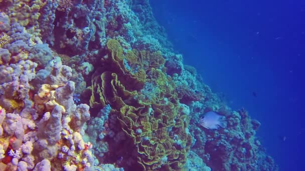 エジプト紅海のサンゴ礁における熱帯魚とのサンゴ性生物相の水中風景 Pseudanthias Anthiinae — ストック動画