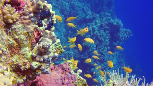 Mısır Kızıldeniz Bir Resif Üzerinde Tropikal Balıklarla Pseudanthias Anthiinae Mercan — Stok video