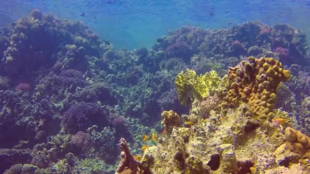 在埃及红海的一个珊瑚礁上 与热带鱼类 伪硫磺 对硫磷 共生的水下景观 — 图库视频影像