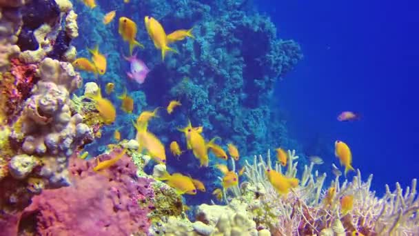Υποβρύχιο Τοπίο Της Βιοκένωσης Των Κοραλλιών Τροπικά Ψάρια Pseudanthias Anthiinae — Αρχείο Βίντεο