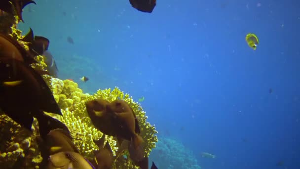 水中の風景 青い水を背景に さまざまな種の多くの熱帯魚とサンゴ礁 エジプト — ストック動画
