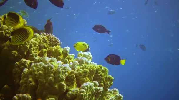 Paysage Sous Marin Récif Corallien Avec Nombreux Poissons Tropicaux Différentes — Video