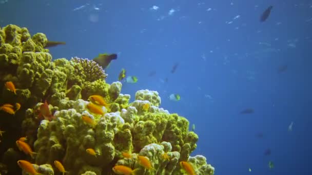 Onderwater Landschap Koraalrif Met Veel Tropische Vissen Van Verschillende Soorten — Stockvideo