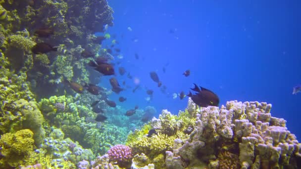 Onderwater Landschap Koraalrif Met Veel Tropische Vissen Van Verschillende Soorten — Stockvideo