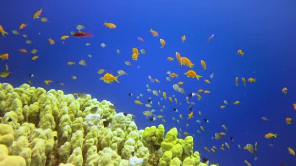 Paysage Sous Marin Récif Corallien Avec Nombreux Poissons Tropicaux Différentes — Video