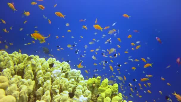 Paysage Sous Marin Récif Corallien Avec Nombreux Poissons Tropicaux Différentes — Video