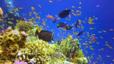 Bir mercan resifinin sualtı manzarası. Farklı türlerden pek çok tropikal balığın bulunduğu yer. Kızıl Deniz 'de, Mısır' da mavi suyun arka planına karşı.