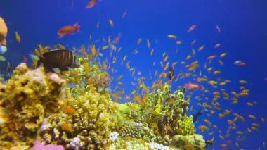 Bir mercan resifinin sualtı manzarası. Farklı türlerden pek çok tropikal balığın bulunduğu yer. Kızıl Deniz 'de, Mısır' da mavi suyun arka planına karşı.
