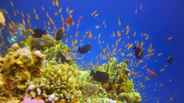 Bir mercan resifinin sualtı manzarası. Farklı türlerden pek çok tropikal balığın bulunduğu yer. Kızıl Deniz 'de, Mısır' da mavi suyun arka planına karşı.
