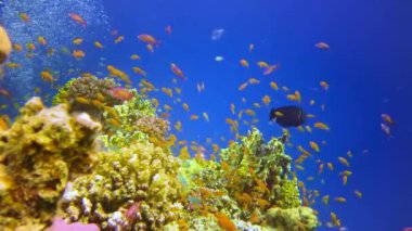 Bir mercan resifinin sualtı manzarası. Farklı türlerden pek çok tropikal balığın bulunduğu yer. Kızıl Deniz 'de, Mısır' da mavi suyun arka planına karşı.