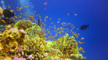 Bir mercan resifinin sualtı manzarası. Farklı türlerden pek çok tropikal balığın bulunduğu yer. Kızıl Deniz 'de, Mısır' da mavi suyun arka planına karşı.
