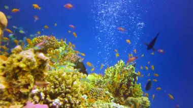 Bir mercan resifinin sualtı manzarası. Farklı türlerden pek çok tropikal balığın bulunduğu yer. Kızıl Deniz 'de, Mısır' da mavi suyun arka planına karşı.