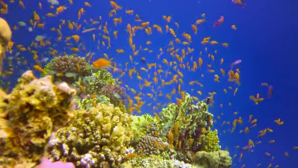 Bir Mercan Resifinin Sualtı Manzarası Farklı Türlerden Pek Çok Tropikal — Stok video