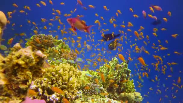 Paisaje Submarino Arrecife Coral Con Muchos Peces Tropicales Diferentes Especies — Vídeos de Stock