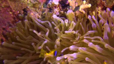 Palyaço balığı, Anemonefish (Amphiprion ocellaris) anemonların dokunaçları arasında yüzer, balık ve anemonların ortak yaşamı, Kızıl Deniz