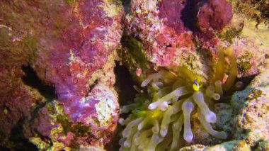 Palyaço balığı, Anemonefish (Amphiprion ocellaris) anemonların dokunaçları arasında yüzer, balık ve anemonların ortak yaşamı, Kızıl Deniz