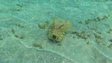 Kapüşonlu koottlefish (Sepia prashadi), mürekkep balığı sığ bir derinlikte kumlu zeminden dalgıçtan kaçar. Kızıl Deniz, Mısır