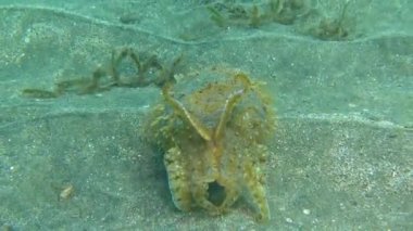 Kapüşonlu koottlefish (Sepia prashadi), mürekkep balığı sığ bir derinlikte kumlu zeminden dalgıçtan kaçar. Kızıl Deniz, Mısır