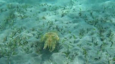 Kapüşonlu koottlefish (Sepia prashadi), mürekkep balığı sığ bir derinlikte kumlu zeminden dalgıçtan kaçar. Kızıl Deniz, Mısır