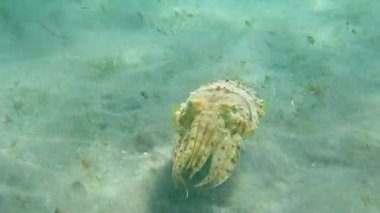 Kapüşonlu koottlefish (Sepia prashadi), mürekkep balığı sığ bir derinlikte kumlu zeminden dalgıçtan kaçar. Kızıl Deniz, Mısır