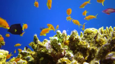 Bir mercan resifinin sualtı manzarası. Farklı türlerden pek çok tropikal balığın bulunduğu yer. Kızıl Deniz 'de, Mısır' da mavi suyun arka planına karşı.