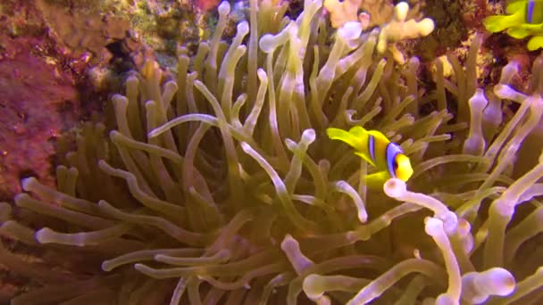 Риба Клоун Anemonefish Amphiprion Ocellaris Плаває Серед Щупалець Анемони Симбіоз — стокове відео