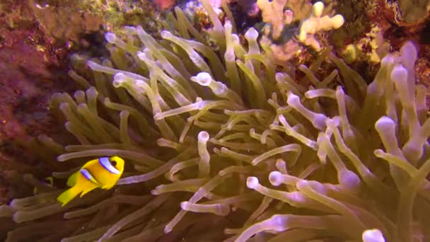 Clownfische Anemonenfische Amphiprion Ocellaris Schwimmen Zwischen Den Tentakeln Von Anemonen — Stockvideo