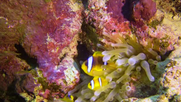 Klown Ryba Anemonefish Amphiprion Ocellaris Pływać Wśród Macek Anemonów Symbioza — Wideo stockowe