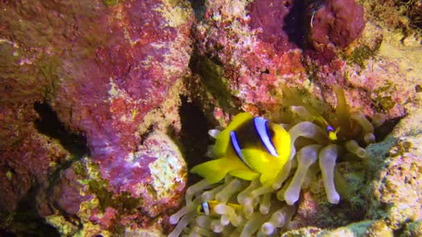 Clownfische Anemonenfische Amphiprion Ocellaris Schwimmen Zwischen Den Tentakeln Von Anemonen — Stockvideo