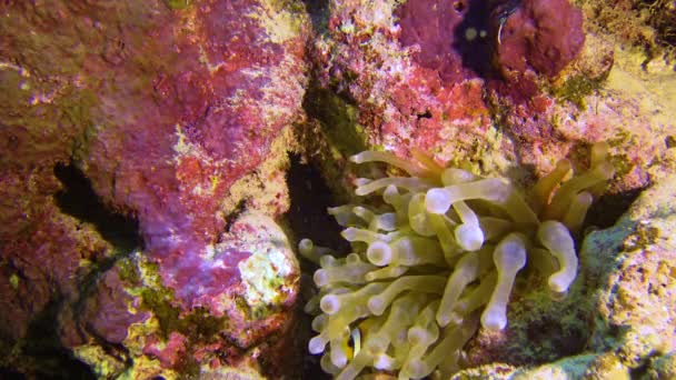 Klown Ryba Anemonefish Amphiprion Ocellaris Pływać Wśród Macek Anemonów Symbioza — Wideo stockowe