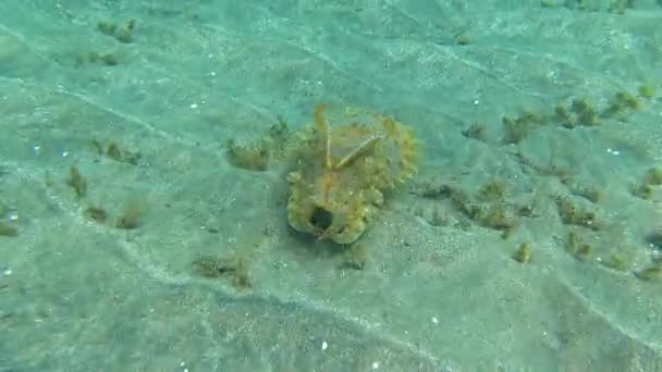 Coottlefish Glugă Sepia Prashadi Cuttlefish Fuge Scafandru Peste Fundul Nisipos — Videoclip de stoc