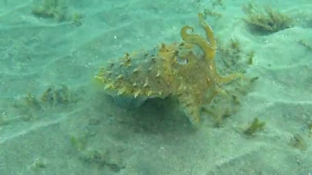 Hooded Coottlefish Sepia Prashadi Cuttlefish Runs Away Diver Sandy Bottom — Stock Video